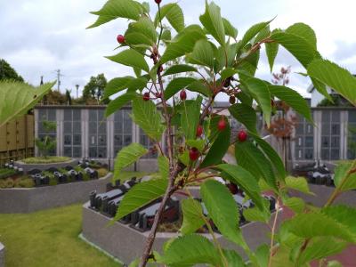 2017.6.8桜樹の杜