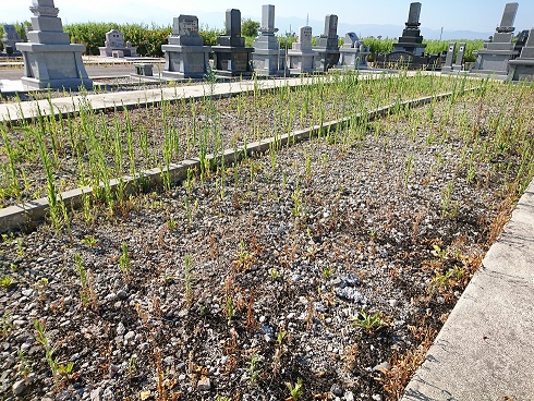 2018.8除草前