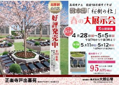 2019.4戸出桜樹１