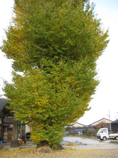 紅葉の銀杏